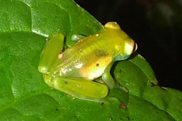 Delad Monteverde Night Tour