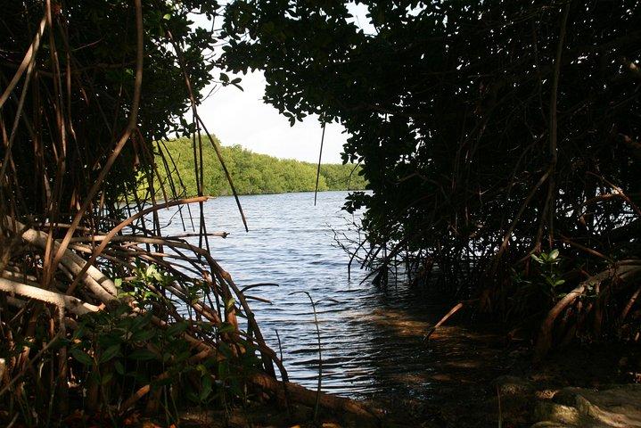 Flamingo & Mangrove Trip with Local Guide