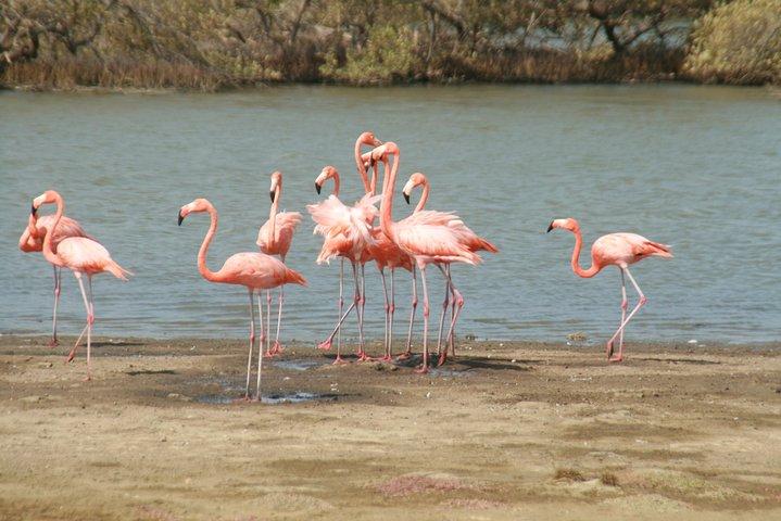 Flamingo & Mangrove Trip with Local Guide