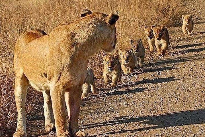 アルーシャ国立公園の日帰り旅行