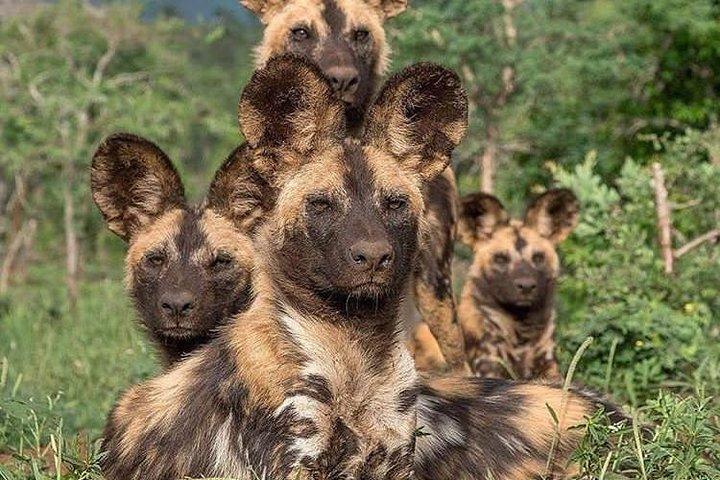 Dagtur i Arusha National Park