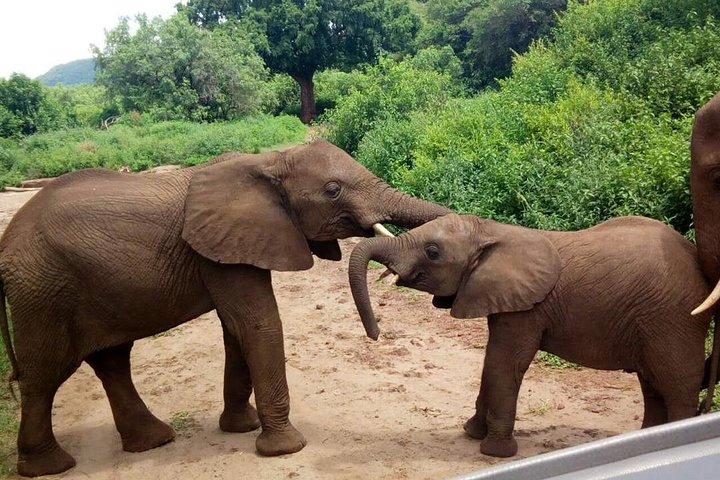 3 - dage Tanzania Wildlife Safari