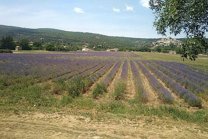 5-Hour Private Sightseeing Tour van de Provence vanuit Marseille in luxe auto