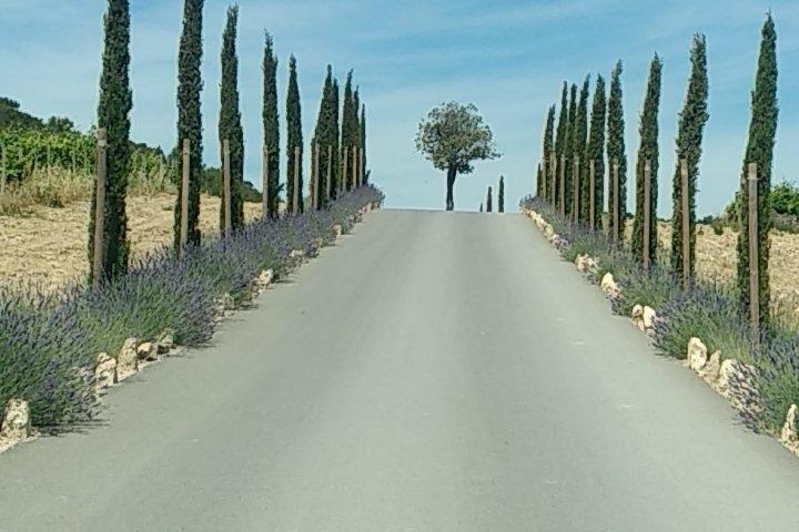 5-Hour Private Sightseeing Tour van de Provence vanuit Marseille in luxe auto