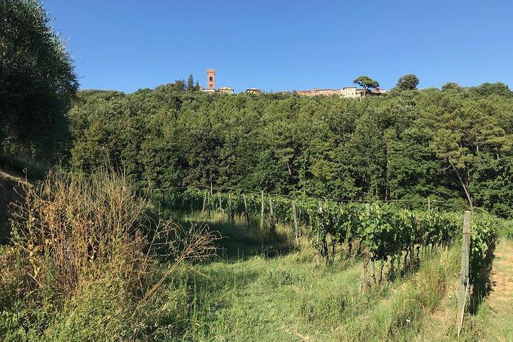 Wine tour nelle colline di Lucca con sommelier - 2 cantine