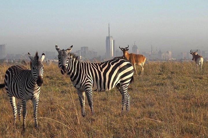Nairobi National Park Halbtagestour