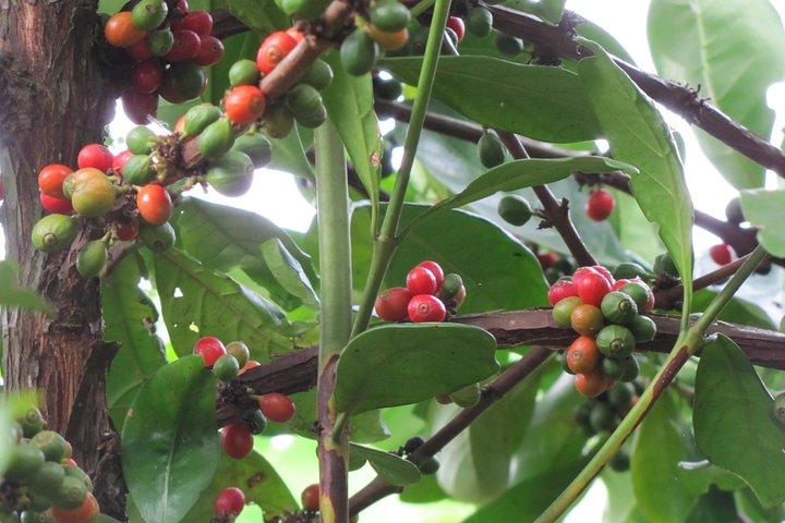 Spice and Fruit Tour