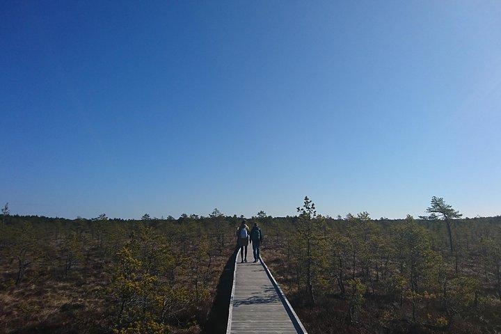 Go North - Excursion privée d'une journée dans la nature estonienne