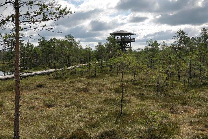 Go North - Excursion privée d'une journée dans la nature estonienne