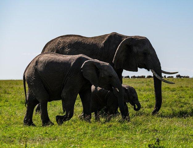 7 giorni Samburu Game Reserve e Maasai Mara
