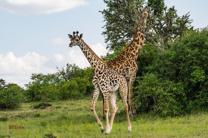 7 giorni Samburu Game Reserve e Maasai Mara