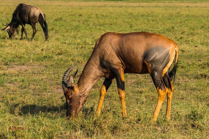 7 giorni Samburu Game Reserve e Maasai Mara