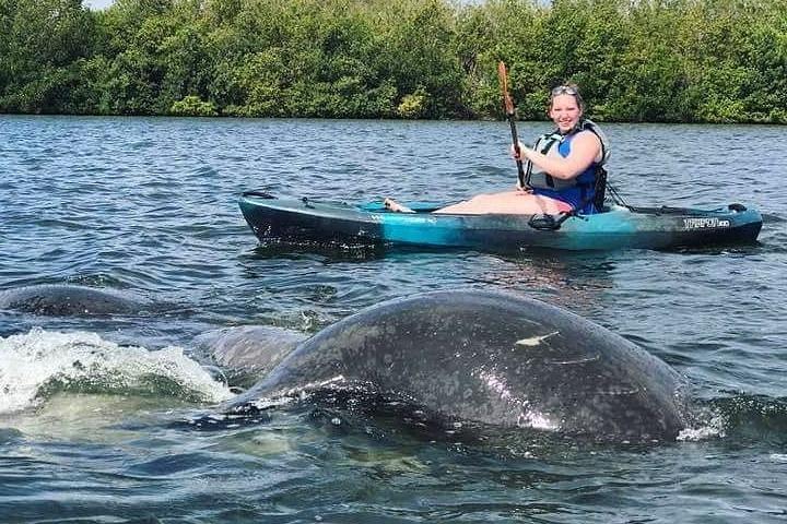 サウザンド アイランド マングローブ トンネル、マナティー & ドルフィン カヤック ツアー、ココア カヤック付き