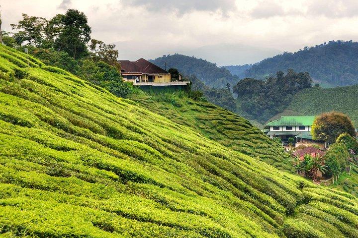Cameron Highlands Tour d'une journée