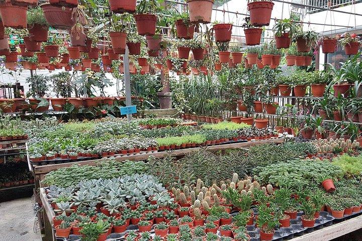 Kuala Lumpur to Cameron Highlands