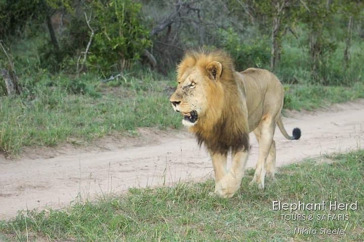 Kruger National Park Morning Game Drive from Hazyview