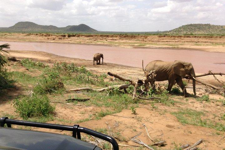 Safari rafraîchissant de 5 jours à Masaï mara, au lac Nakuru et à Naivasha.