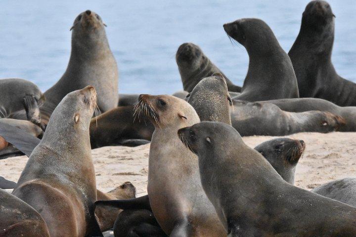 Sandwich Harbour Adventure: promenade dans les dunes des phoques et du port de Sandwich