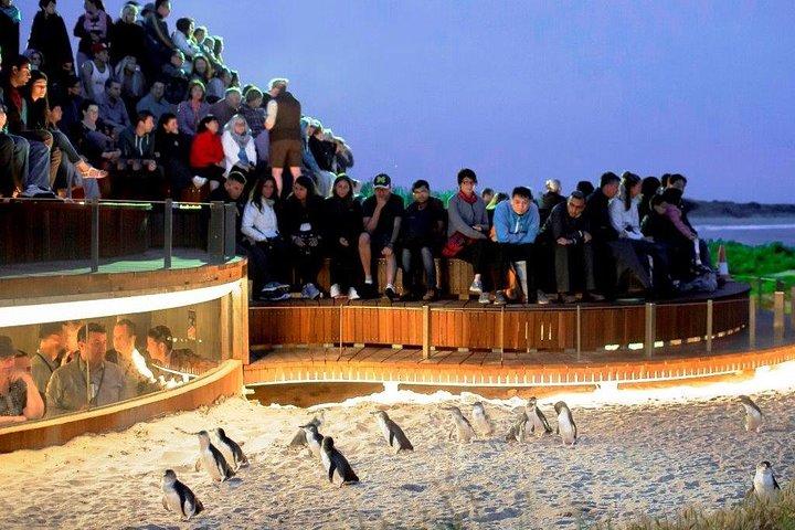 フィリップ島とペンギンパレードの1日限定プライベートツアー