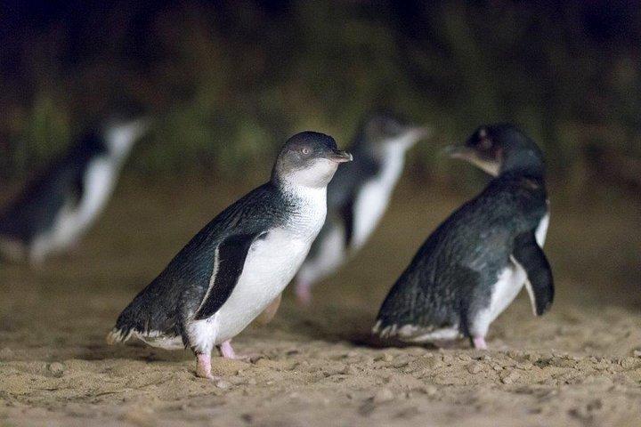 メルボルン発少人数グループ フィリップ島午後の日帰り旅行