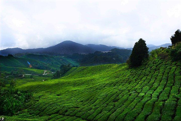 Kuala Lumpur to Cameron Highlands