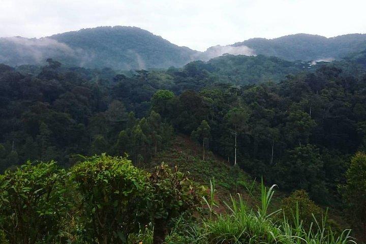 6 Tage Gorilla Tracking und Wildlife Safari