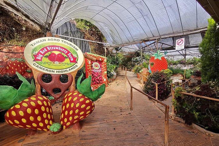Cameron Highlands a Kuala Lumpur