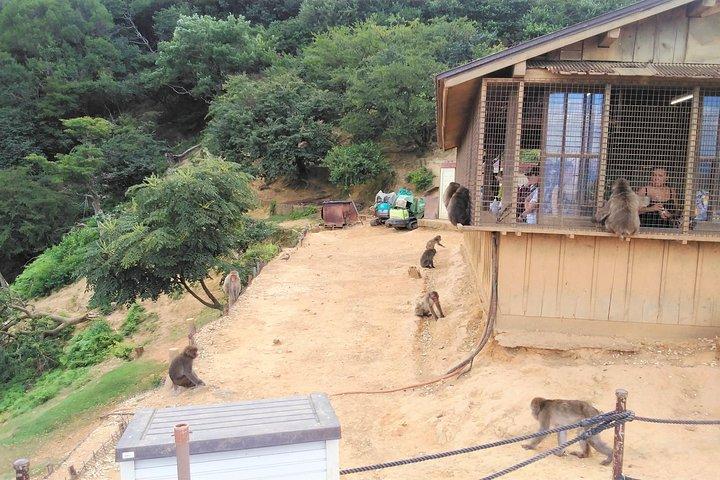 京都嵐山＆金閣寺1日ウォーキングツアー