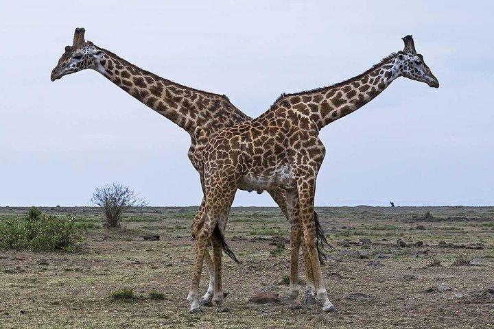 3-Days 2 Night Amazing Amboseli Experience.