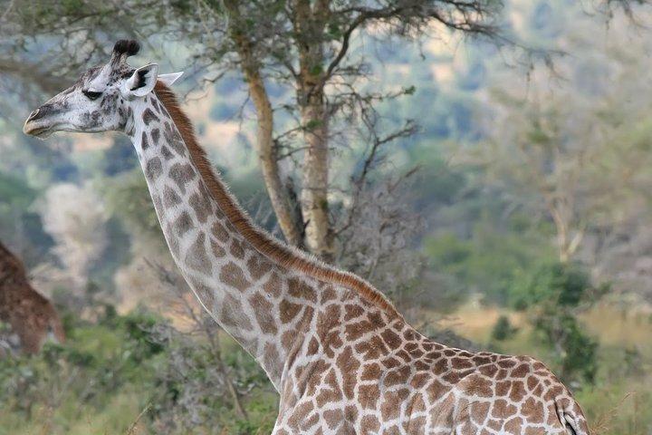 Safari d'expérience de 12 jours entre le Kenya et la Tanzanie