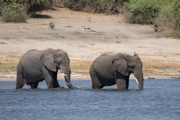 chobe Day trip