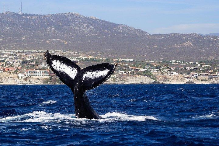 カボ・サンルーカスでのザトウクジラウォッチングツアー