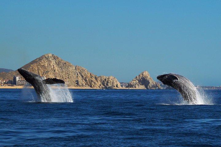 カボ・サンルーカスでのザトウクジラウォッチングツアー