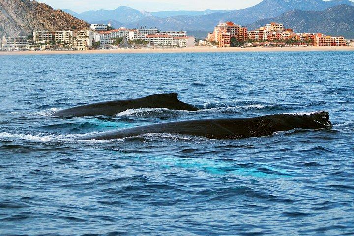 カボ・サンルーカスでのザトウクジラウォッチングツアー