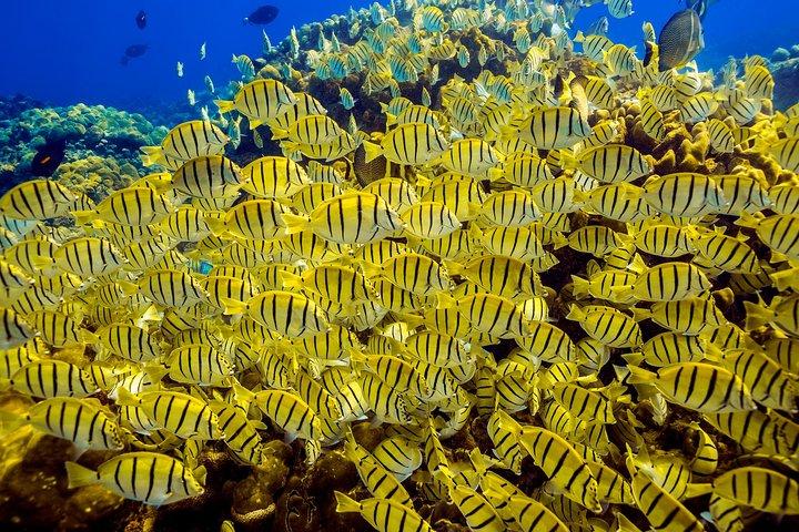 Tour privato con snorkeling a Cabo San Lucas