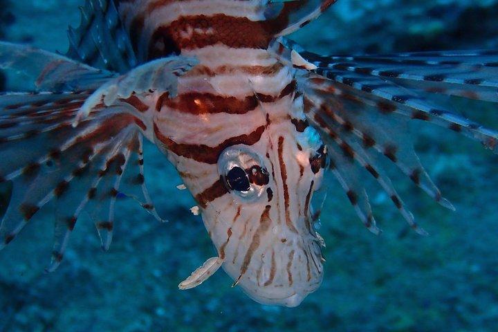 チュムポーンピナクル-タオ島2ダイブトリップ（認定ダイバー）