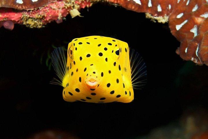 チュムポーンピナクル-タオ島2ダイブトリップ（認定ダイバー）