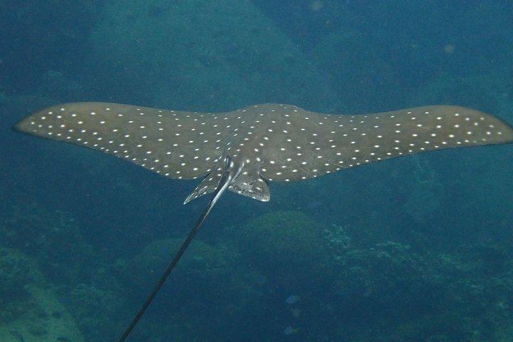 Koh Tao 2-Dive Day Trip from Koh Samui for certified divers