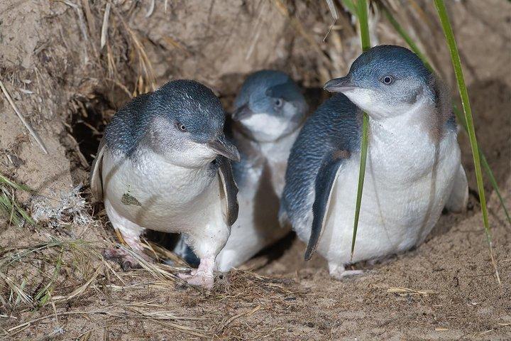 フィリップ島とペンギンパレードの1日限定プライベートツアー