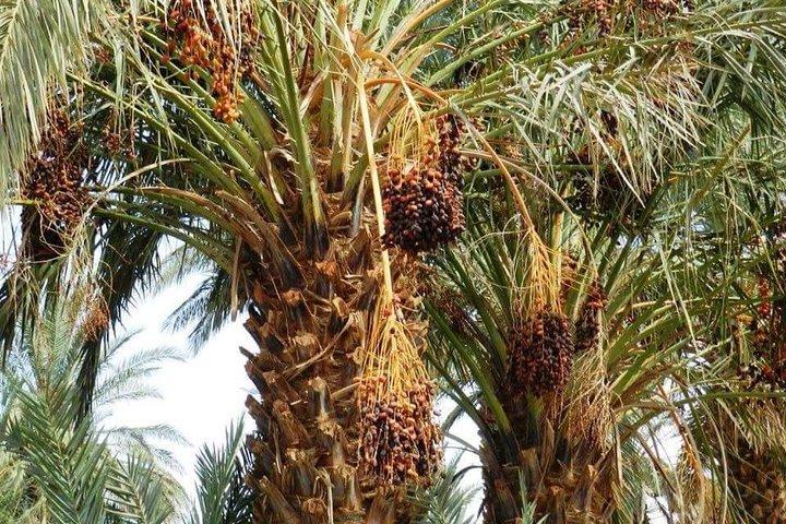 Tour di 2 giorni di Zagora da Marrakech, comprese le montagne dell'Atlante e il Camel Trek