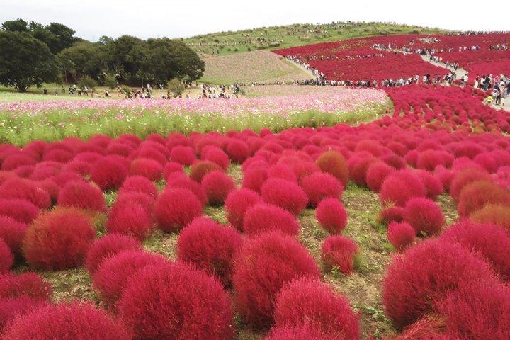 ひたち海浜公園、大洗海鳥居＆大仏チケット付き