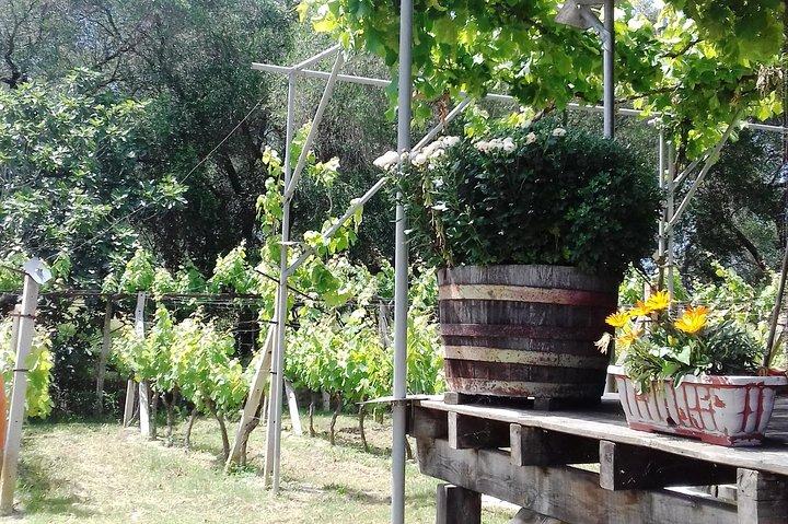 Tour Privado de Degustação em Corfu
