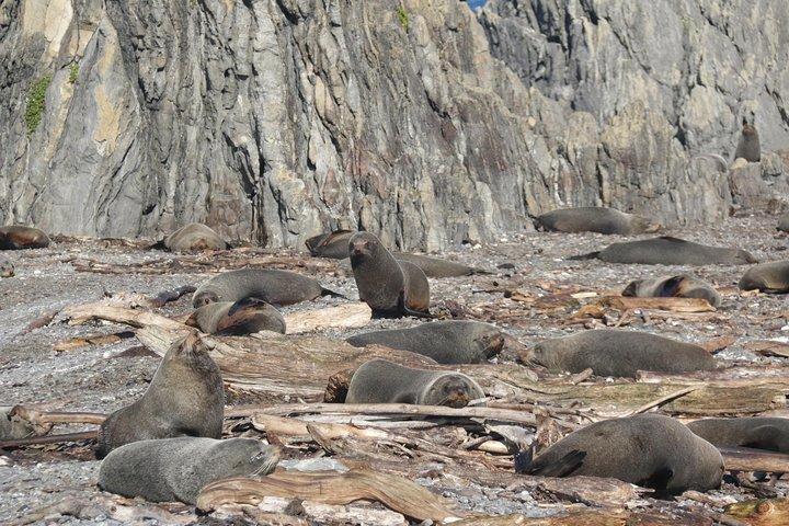 Seal Coast Safari - Exclusieve toegang tot Wellington's geheime kust
