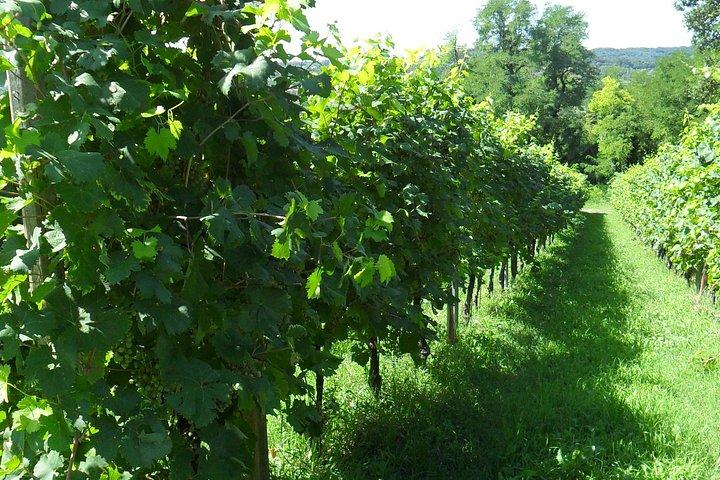 Luxe privé wijnervaring in Prosecco Hills