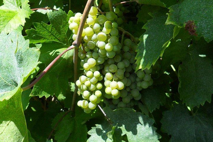 Experiência privada de vinho Prosecco Hills