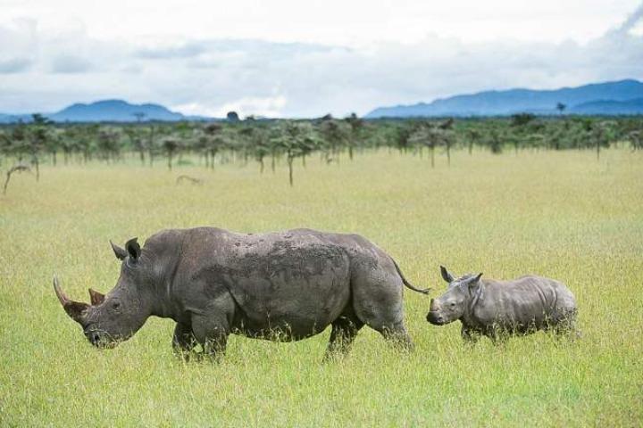 Safari privado de 5 días en Ol Pejeta-Lake Nakuru-Masai Mara