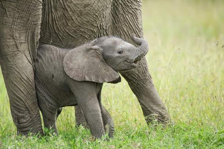 Safari privado de 5 días en Ol Pejeta-Lake Nakuru-Masai Mara