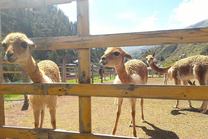 Santuario Animal de Cochahuasi
Ticket de Entrada