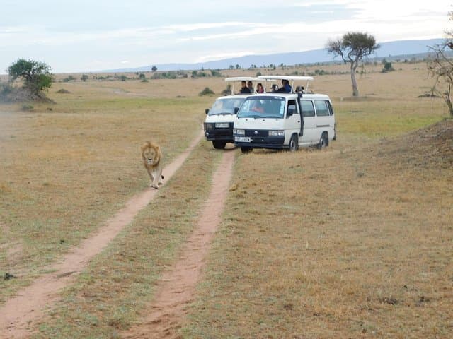 4 Day Private Masai Mara National Reserve & Lake Nakuru National Park Safari