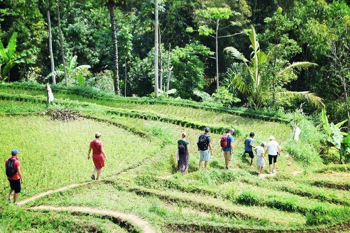 Visite à pied de Tetebatu - Rizières en terrasses, cascade et forêt des singes